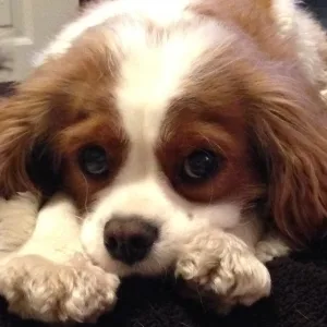 Plastic Surgery Practice to Hold Second Annual 'Blankets for Botox'