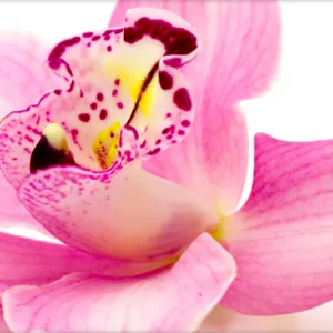 Vaginal Rejuvenation Devices: A Comparison