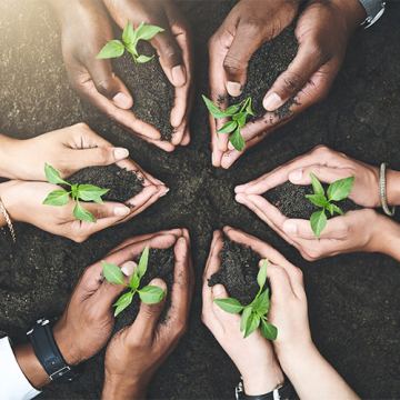 Amspa plant grow together