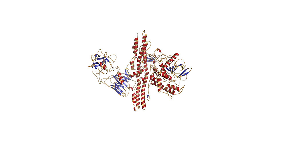 Botulinum neurotoxin protein structure